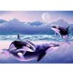 STEVE SUNDRAM GREETING CARD Orcas in Alaska